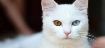 gato blanco ojos dispares. sordera