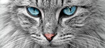 gato ojos azules. colores de ojos en los gatos